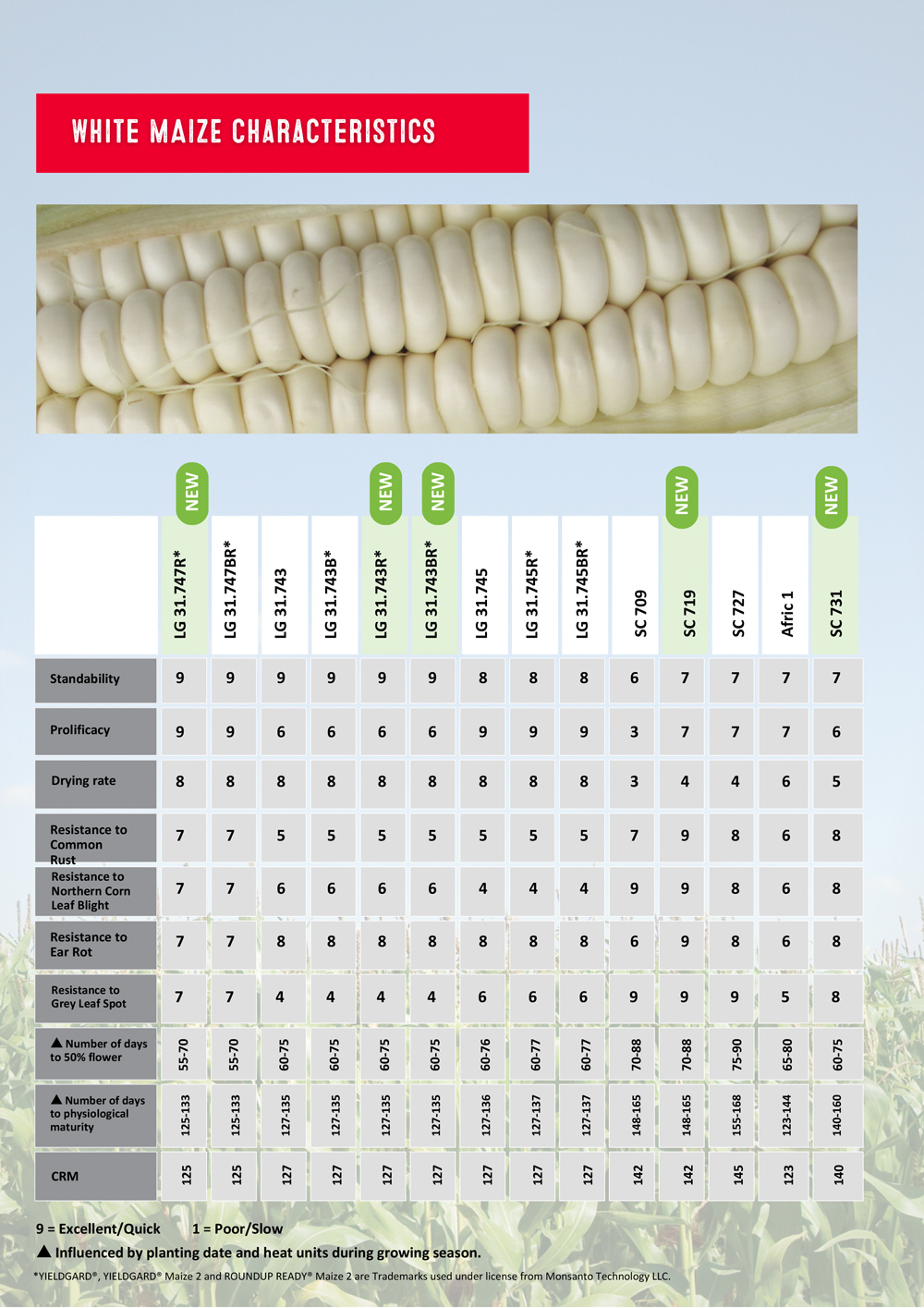 Lima-Grain-white-maize-3 (1).jpg